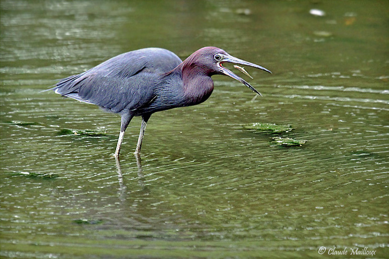 Aigrette bleue