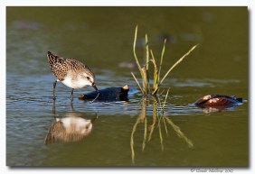 becasseau semipalme - club ornithologie Trois-Rivieres