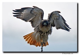 Buse à queue rousse - club d'ornithologie Trois-Rivières