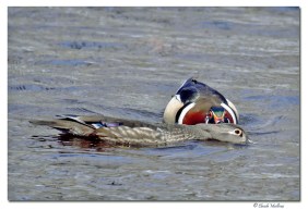 canard branchu-club ornithologie Trois-Rivieres