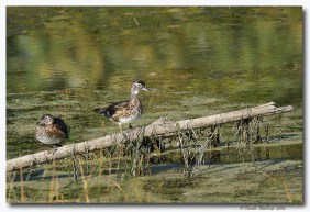 canard branchu- club ornithologie Trois-Rivieres