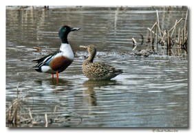 canard souchet - club ornithologie Trois-Rivieres