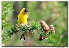 chardonneret jaune - club ornithologie Trois-Rivieres