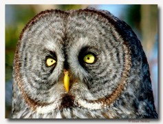 Chouette lapone - club ornithologie Trois-Rivieres