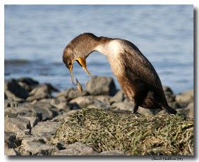 cormoran a aigrettes - club ornithologie Trois-Rivieres