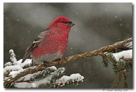 durbec des sapins - club ornithologie Trois-Rivieres