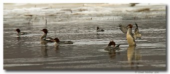 Grand harle - club ornithologie Trois-Rivières