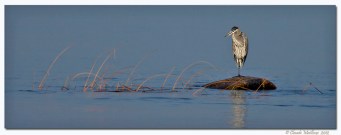Grand héron - club d'ornithologie Trois-Rivières