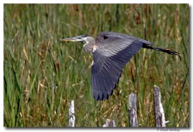 grand heron -club ornithologie Trois-Rivieres