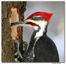 Grand pic- club ornithologie Trois-Rivieres