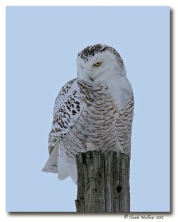Harfang des neiges-club ornithologie Trois-Rivieres (2)