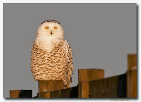 harfang des neiges-club ornithologie Trois-Rivieres