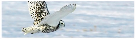 harfang (vol)-article