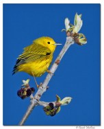 paruline jaune- club ornithologie Trois-Rivieres
