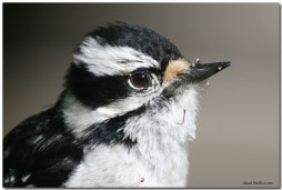 pic mineur-ISQ-club ornithologie Trois-Rivieres