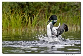 plongeon huard - club ornithologie Trois-Rivieres