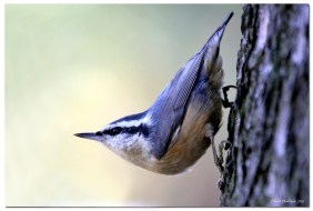 sitelle à poitrine rousse-club ornithologie Trois-Rivieres