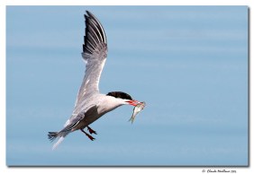 Sterne pierregarin - club ornithologie Trois-Rivieres