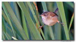troglodyte des marais - club ornithologie Trois-Rivières