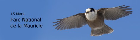 mésangeai du Canada