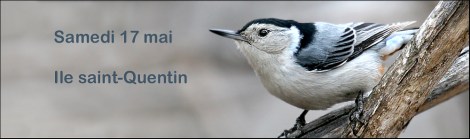 sitelle à poitrine blanche