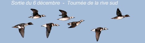 hareldes vol-article copie