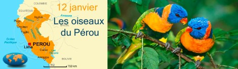 pérou oiseaux
