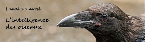 intelligence des oiseaux.
