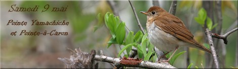 Pointe Yamachiche-grive-