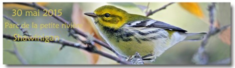 2015-paruline-article