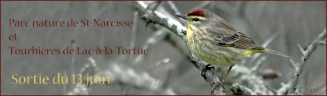 2015-paruline à couronne rousse-PEC-11-5-09 copie