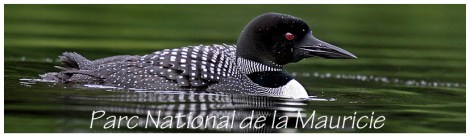 huard- Parc Mauricie-article