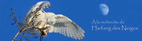 Harfang.