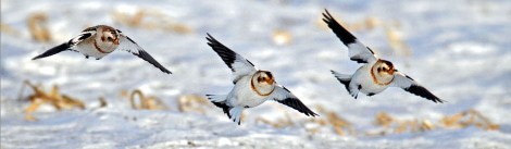 plectrophanes-BF 084