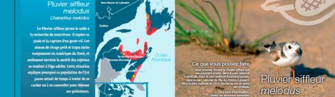 pluvier siffleur 3 copie