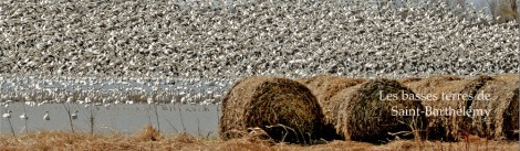 2016-Saint-Barthelemy-