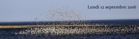 migration 12 septembre 2016