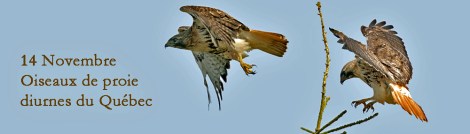 2016-novembre-oiseaux-de-proie