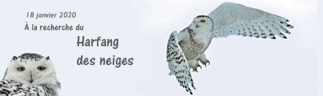 À la recherche du harfangs