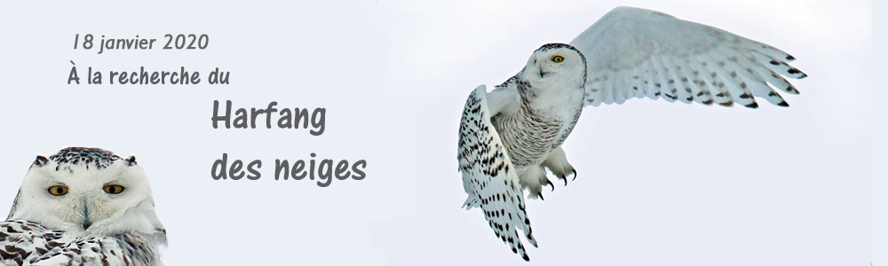 À la recherche du harfangs